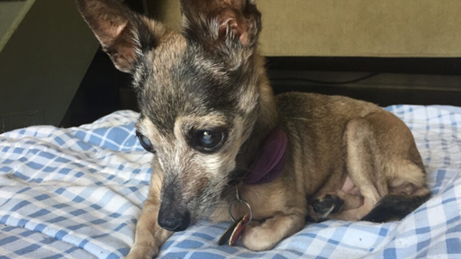 Monkey's House Hospice for Dogs With Care for Senior Dogs BeChewy