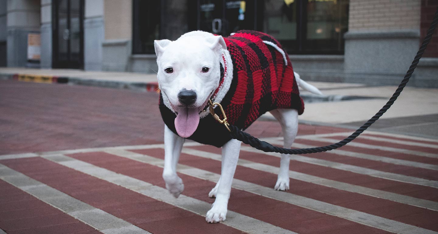 The Best Dog Winter Clothes, According to Famous Instagram Dogs BeChewy