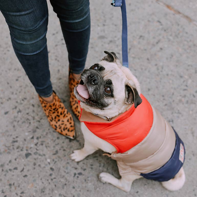 dog winter clothes