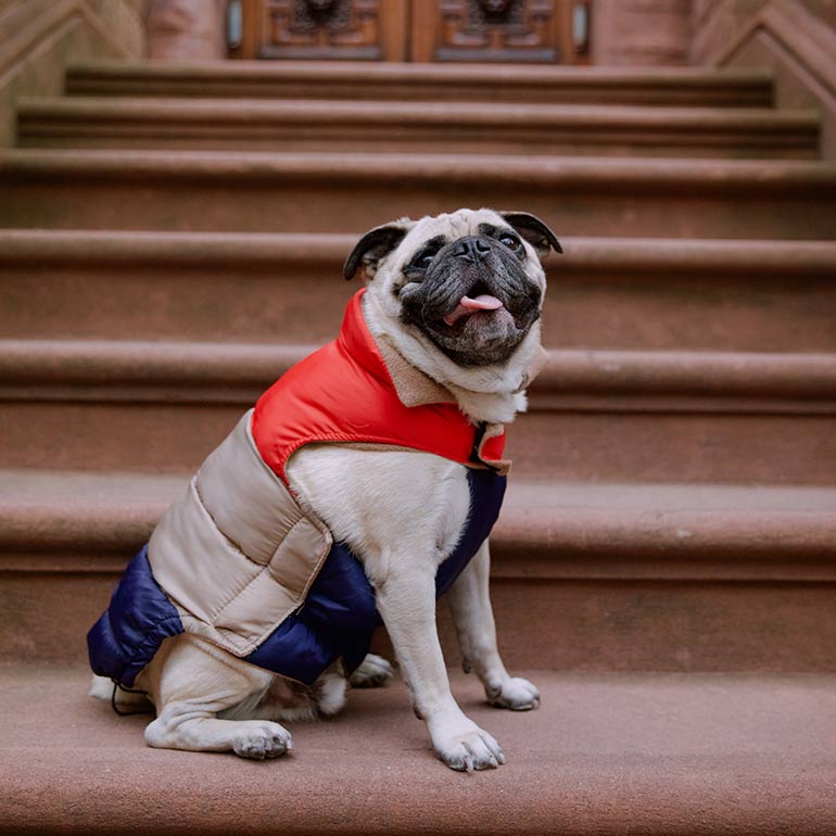 dog winter clothes