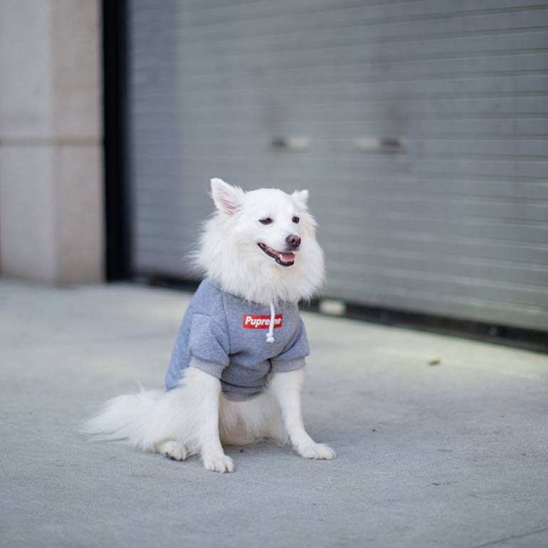 The Best Dog Winter Clothes, According to Famous Instagram Dogs BeChewy