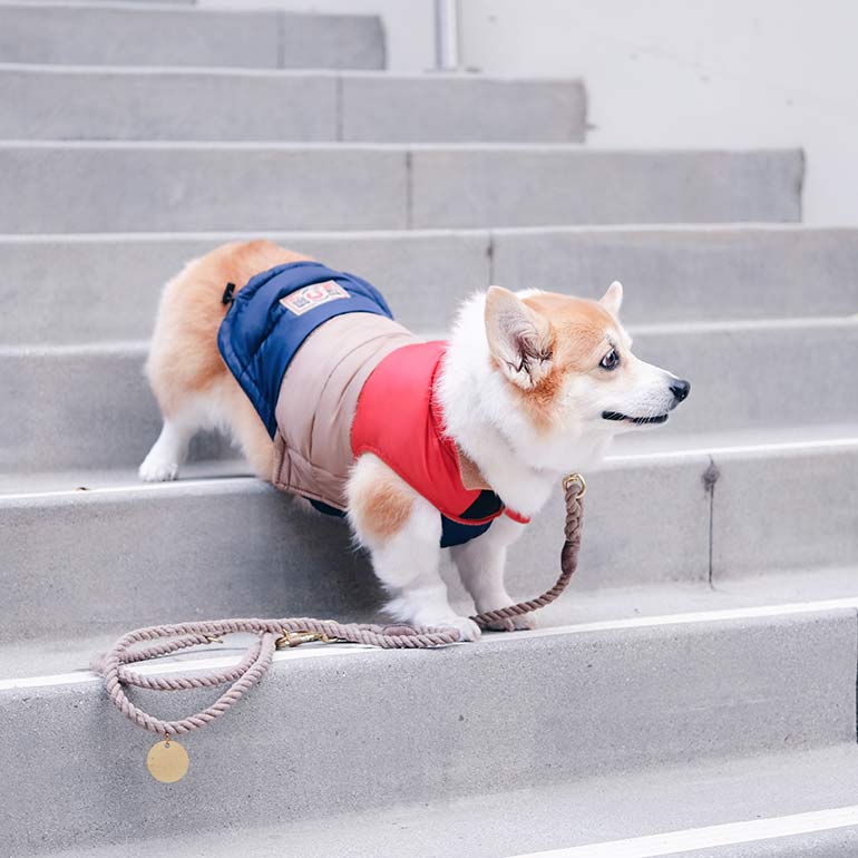 clothes made for corgis