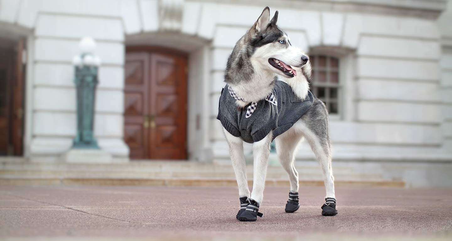 The Best Dog Winter Clothes, According to Famous Instagram Dogs BeChewy
