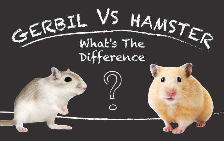 What Are The Differences Between A Gerbil And A Hamster?