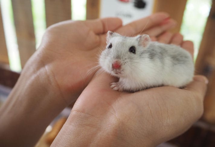 7. Use a Tub to Transfer Hamsters for Taming