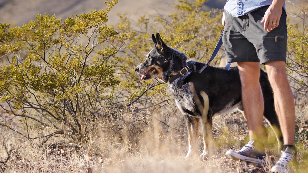 Support Your Active Dog's Life with High-Quality Dog Food | BeChewy
