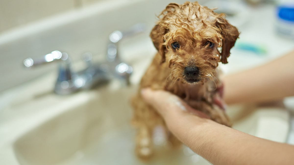 how often should you bathe a poodle puppy