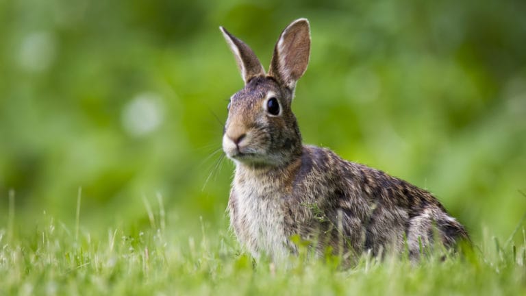 Rabbit Eye Infections And Care