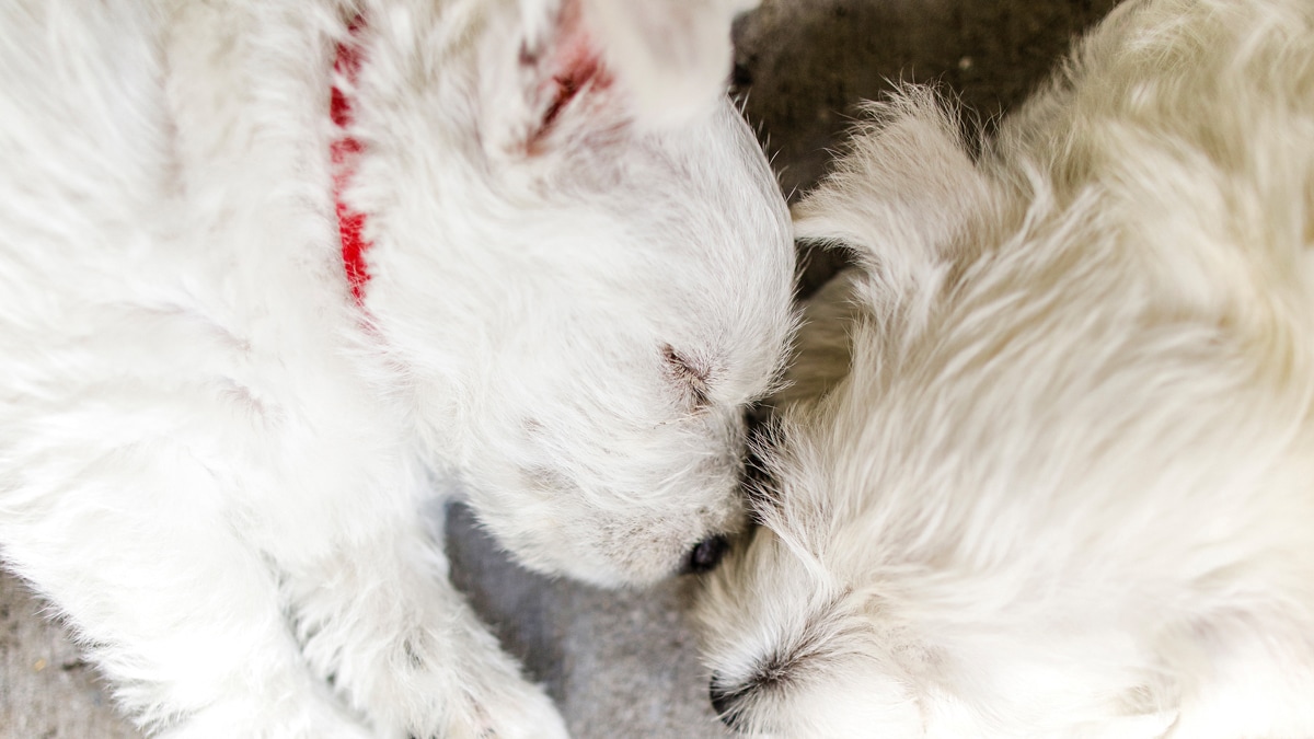 Newborn 2024 puppy panting