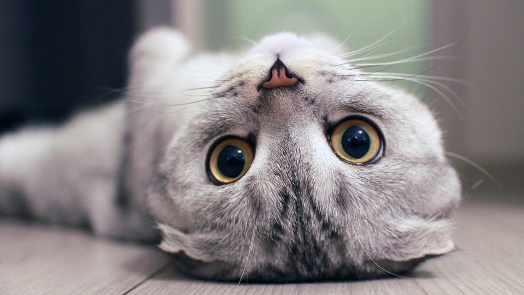 7 weird things cats are scared of