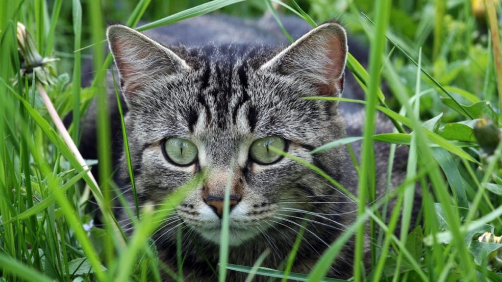 Best Cat Breeds for Pest Control