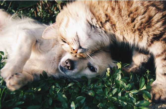 Can dogs and cats happily co-habitat, or do they just fight like cats and  dogs? - Vetmed