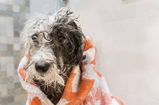 Dog Grooming: 5 Things You Should NEVER Do | BeChewy