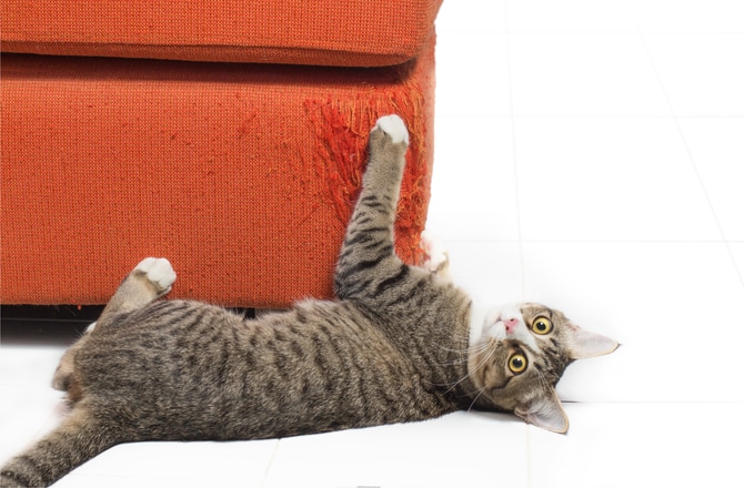 How To Get Your Cat To Stop Scratching Couch Offer Store, Save 50% ...