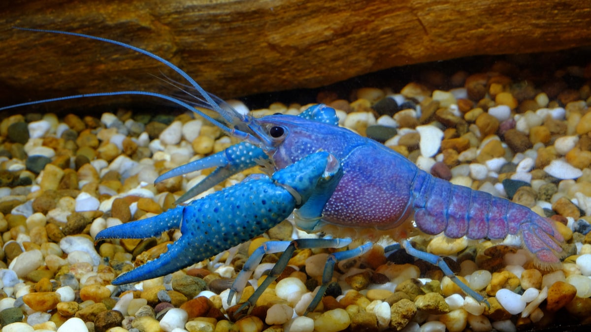 blue crayfish eggs