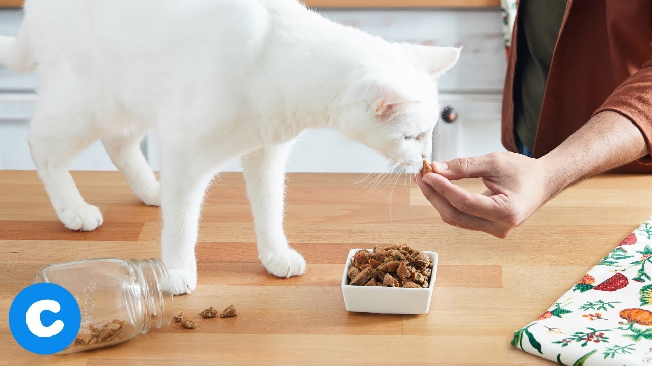 How to Show Your Cat You Love Them