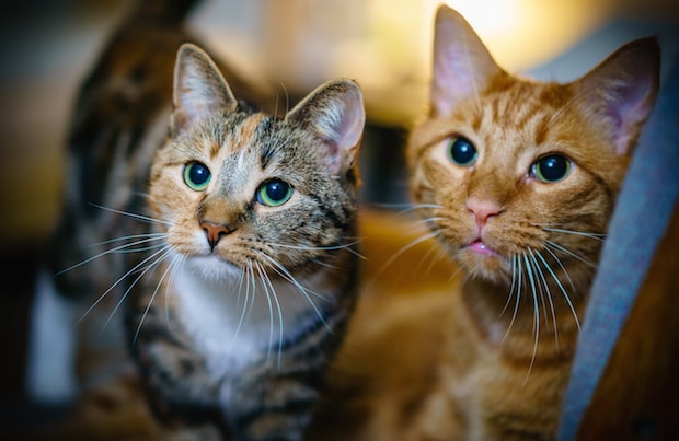 Are three colored store cats always female