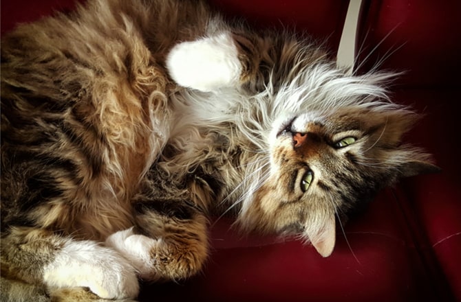 5 Fluffy Cat Breeds