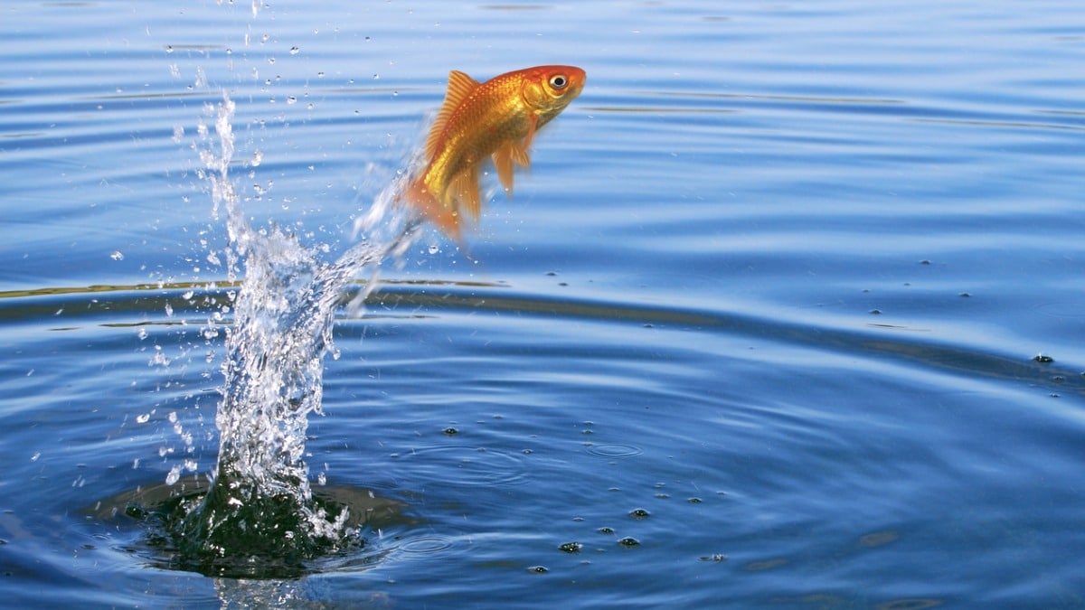 Why Do Fish Jump Out Of Water? BeChewy