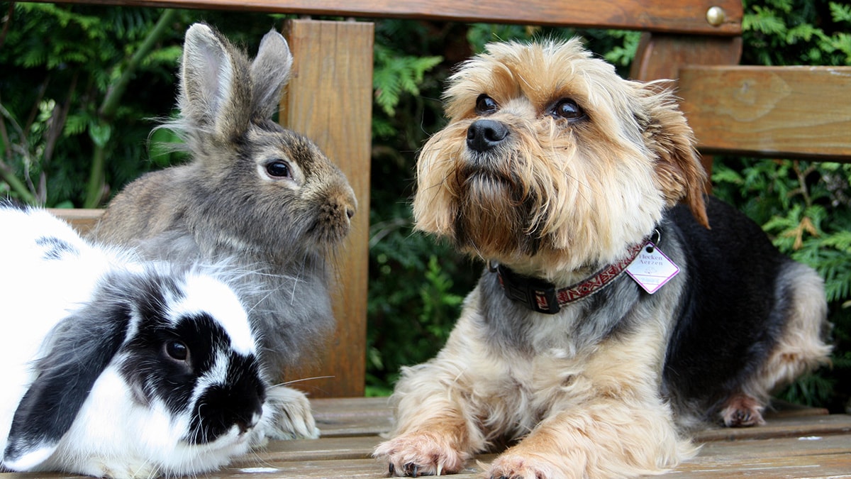 do rabbits get along with dogs