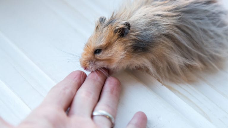 All About Winter White Russian Dwarf Hamsters by Juliana H.