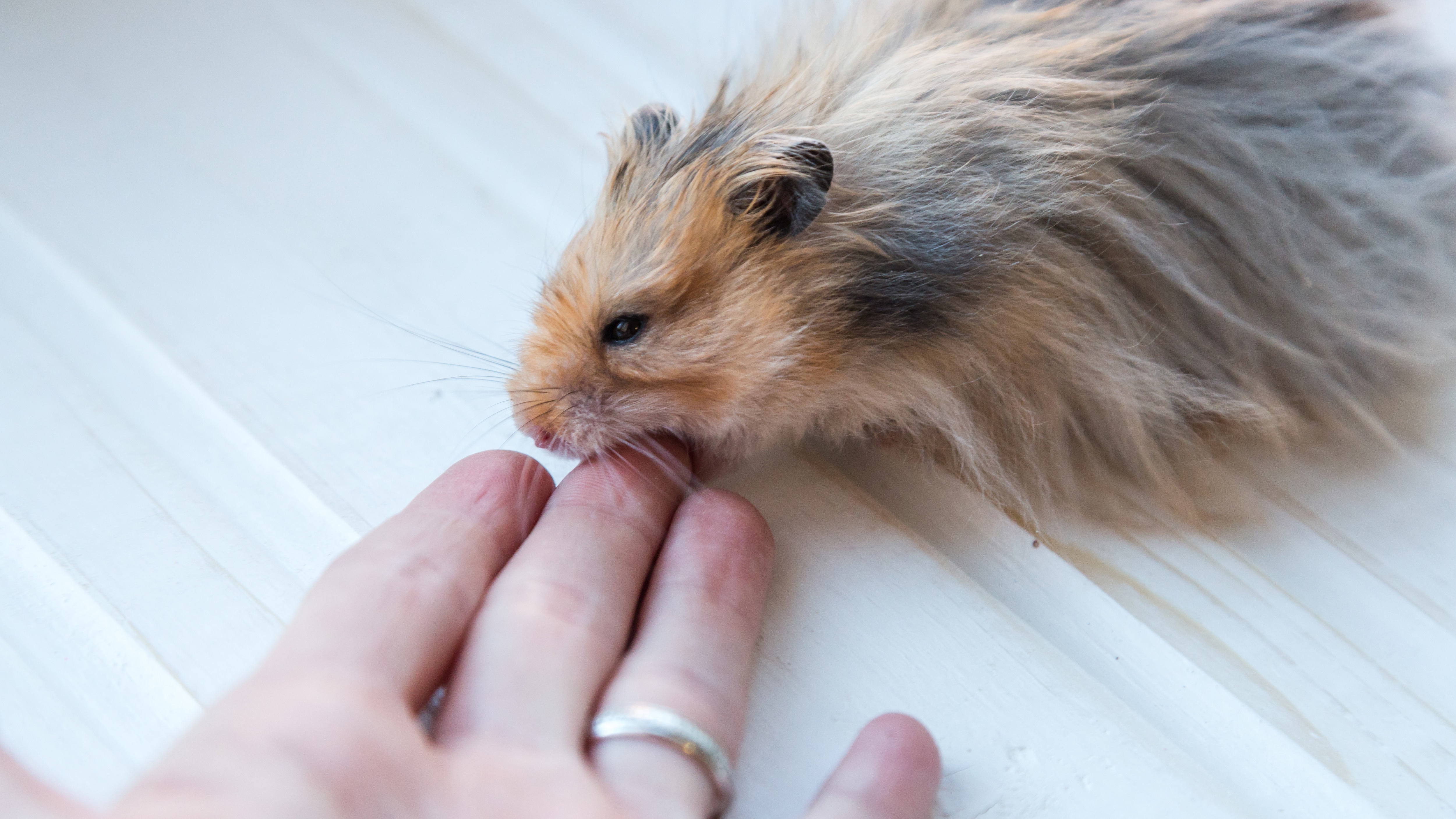 My hamster is biting his outlet cage