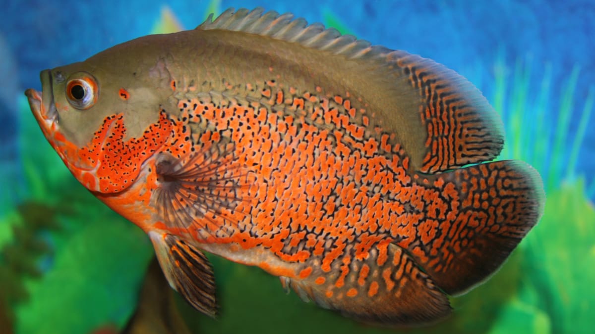 What Causes Cloudy Eyes In Aquarium Fish?