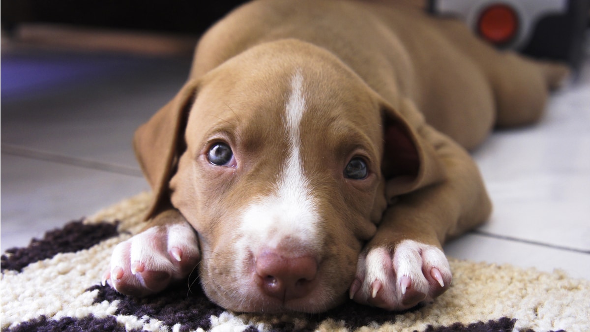 how long can a 9 week puppy hold it