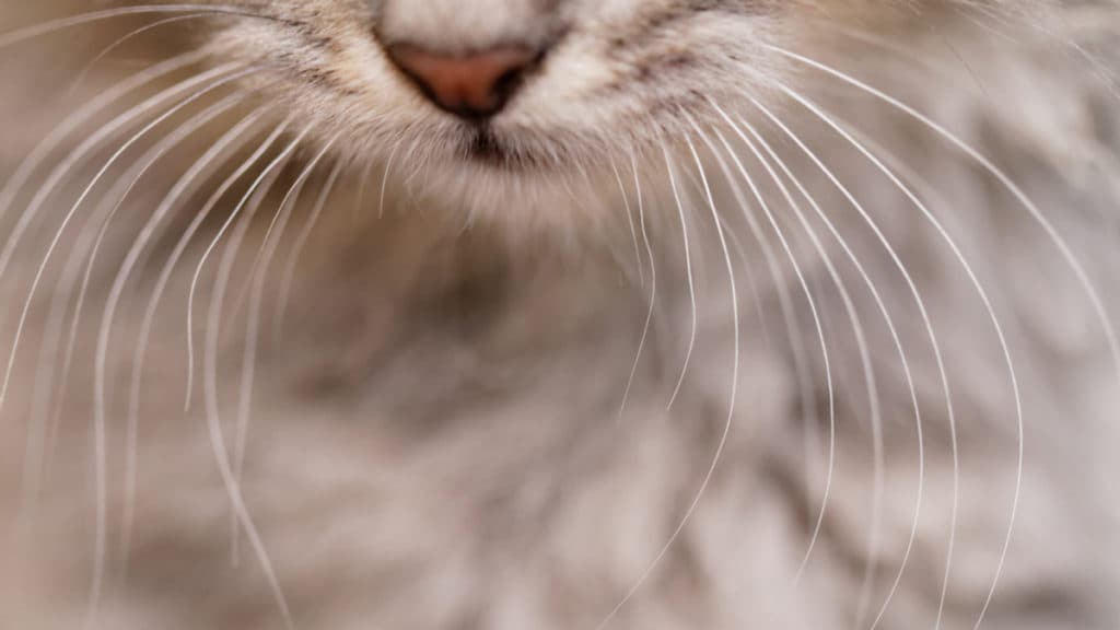 Do Large Whiskers Say Something About A Cat BeChewy