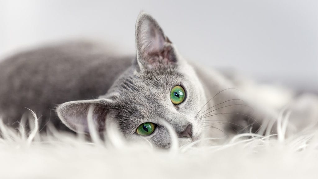 7 Grey Cat Breeds | BeChewy