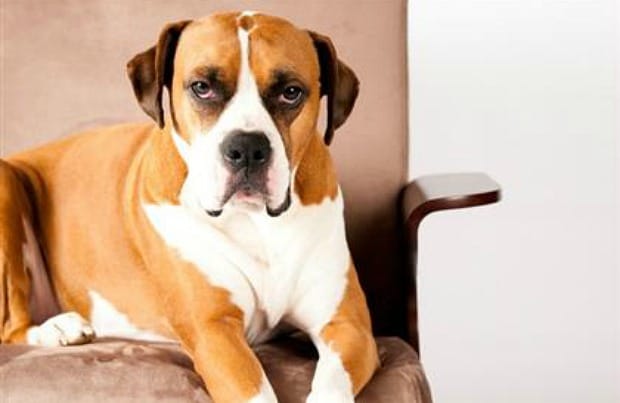Top 10 Giant Dog Breeds Bechewy