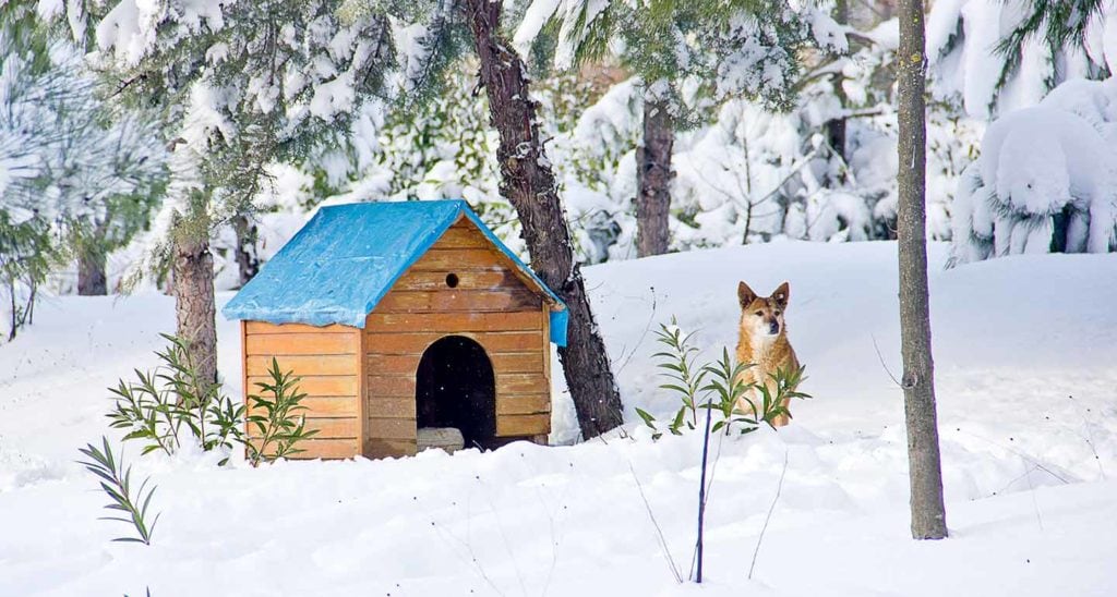 How to Keep Outside Dogs Warm in the Winter BeChewy