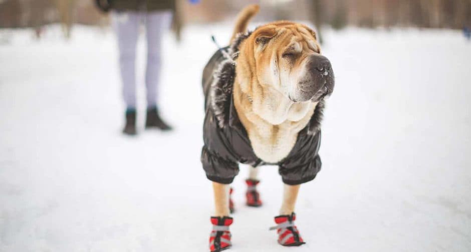 How to Keep Outside Dogs Warm in the Winter BeChewy