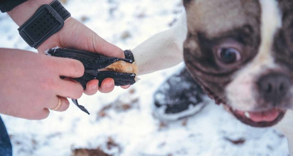 How To Keep Outside Dogs Warm In The Winter | BeChewy