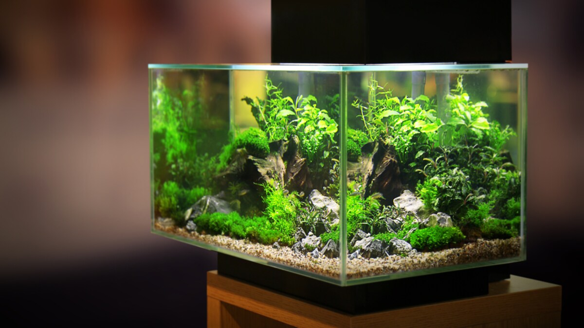 Do Planted Tanks Require CO2 BeChewy