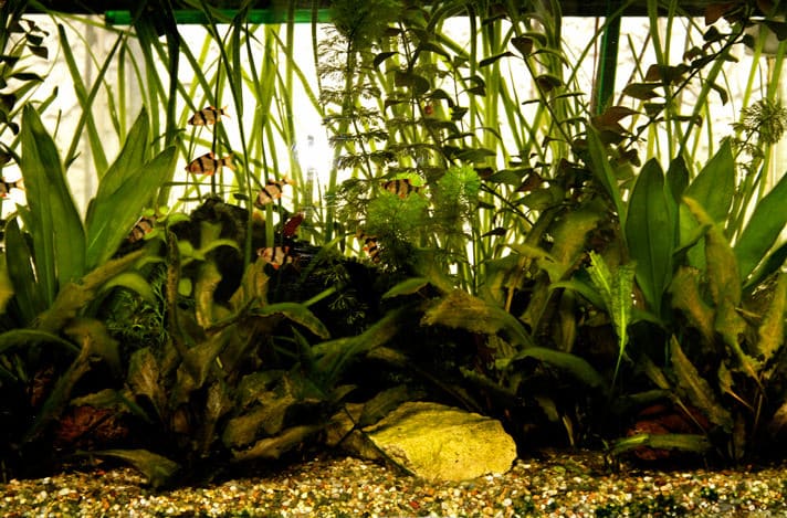 freshwater underwater plants