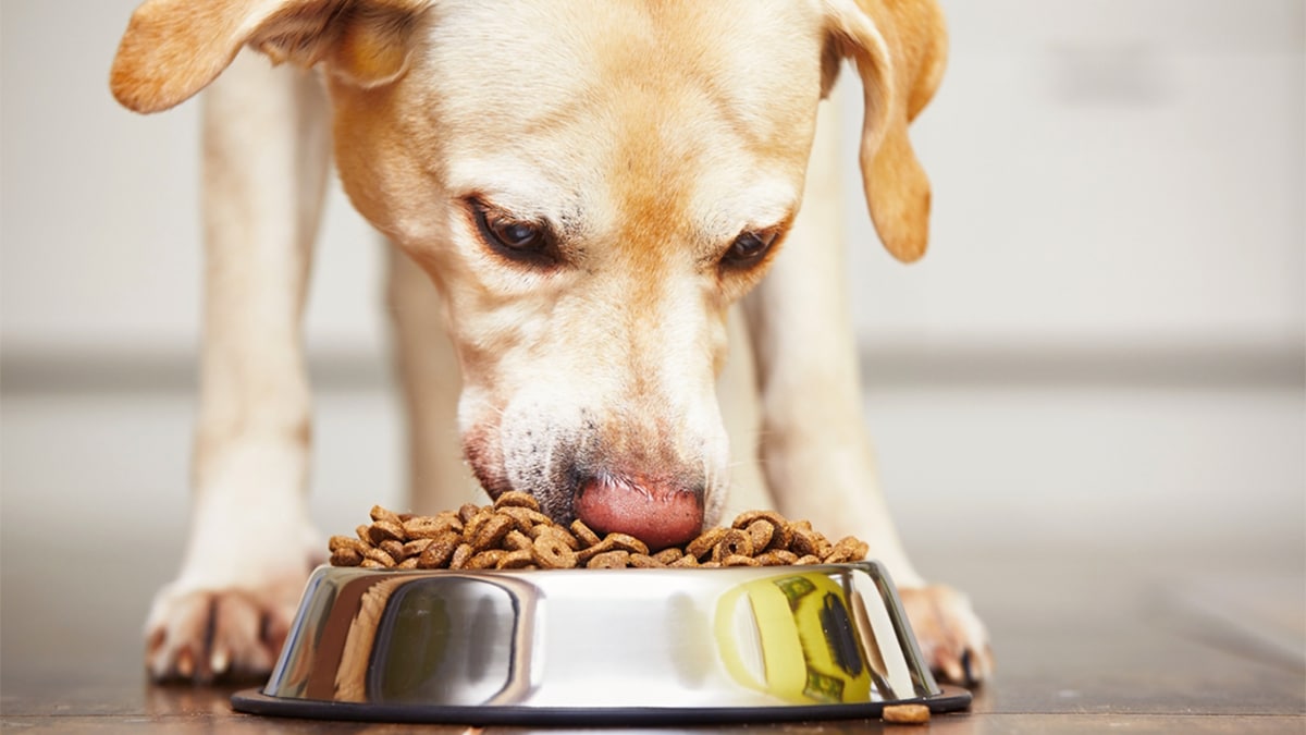 specific veterinary diet