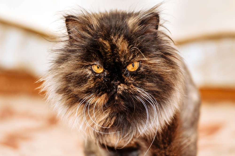 Persian Cat Face Grooming And Cleaning Tips | BeChewy