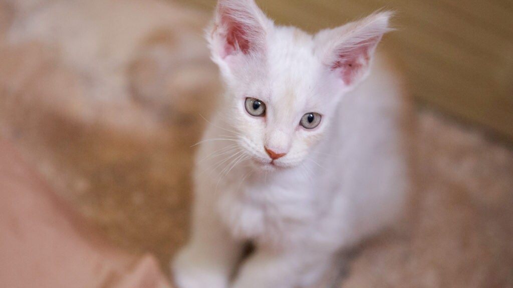 purina beyond cat food coupon 2019