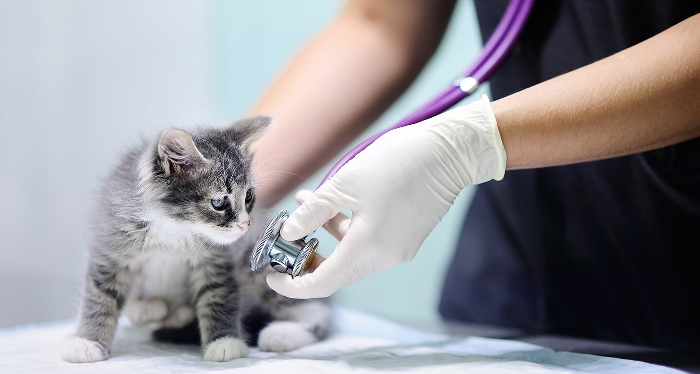 Spay or Neuter Pets