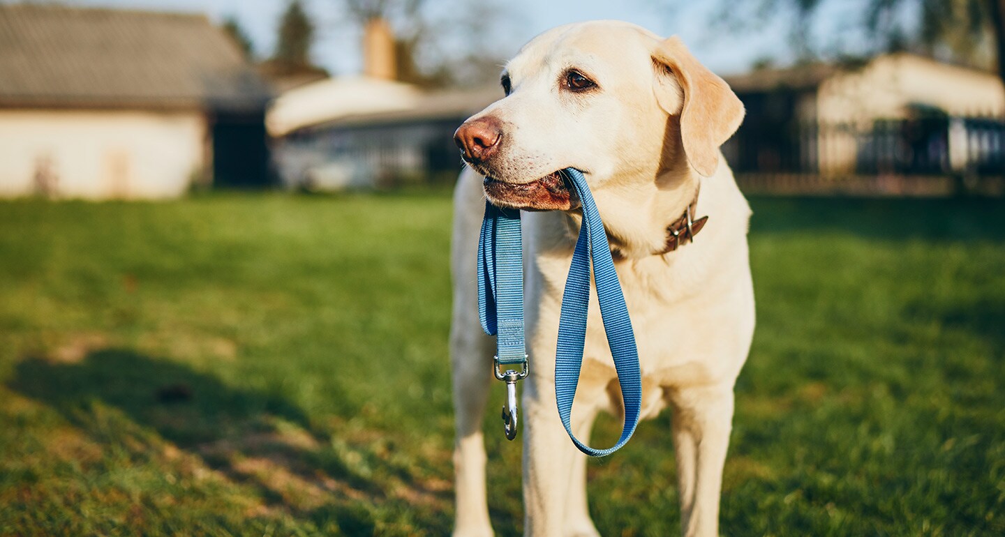 Eco-Friendly Pet Tips