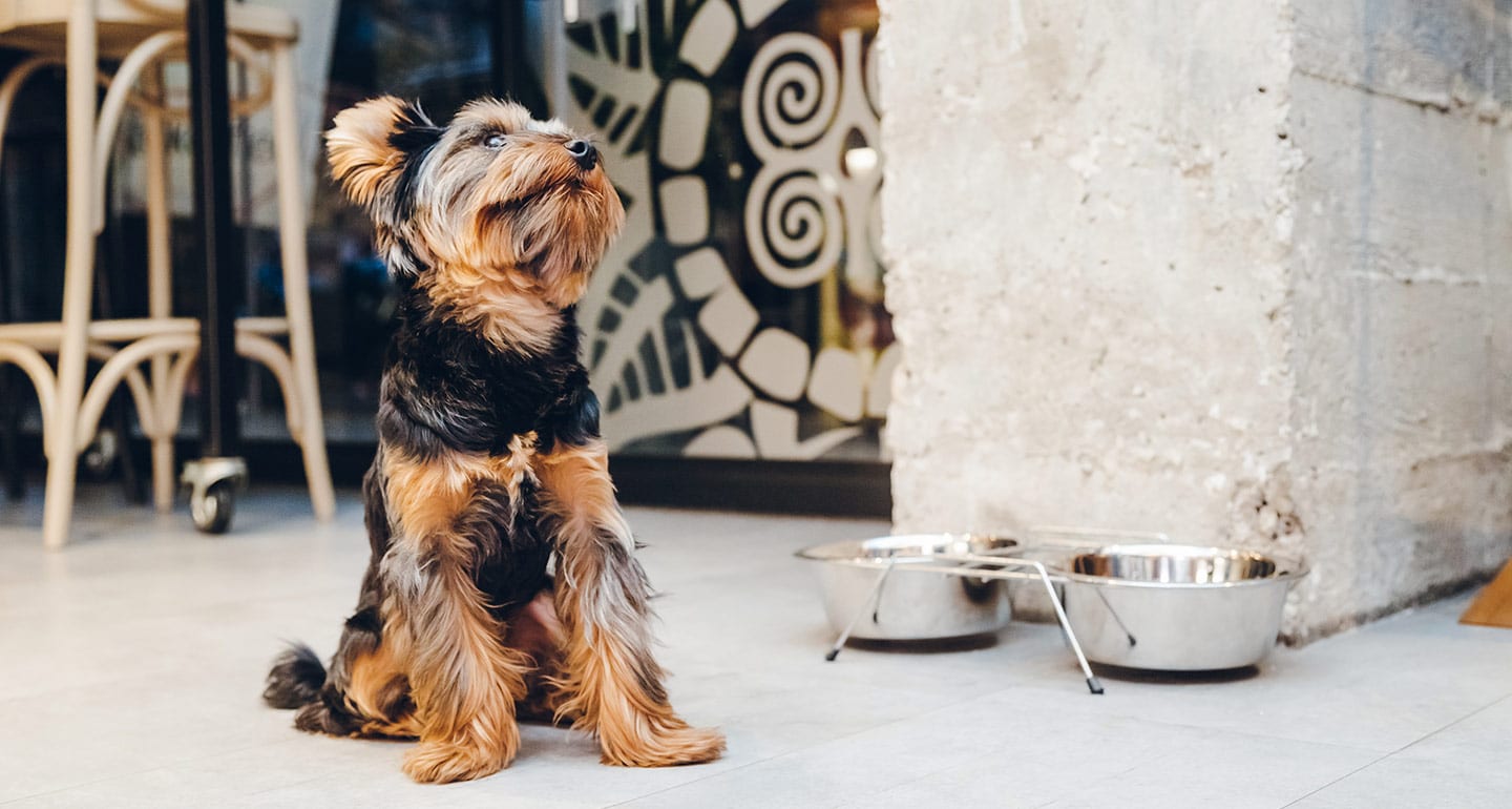 Eco-Friendly Pet Tips