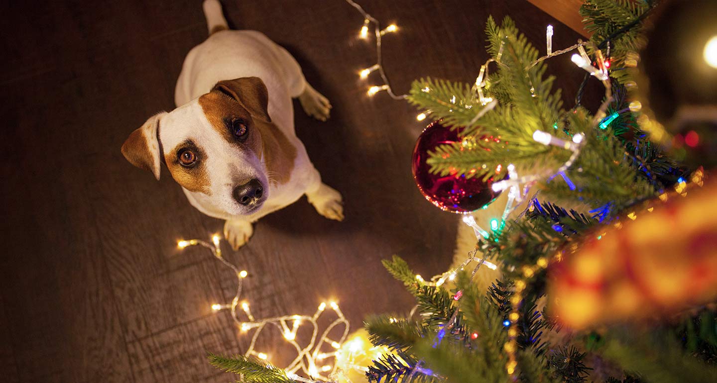 dog friendly Christmas tree