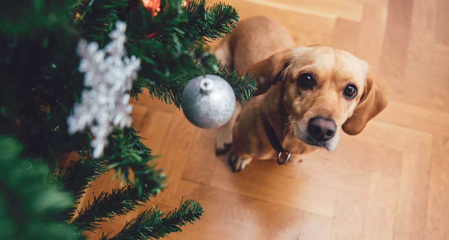 dog proof Christmas tree
