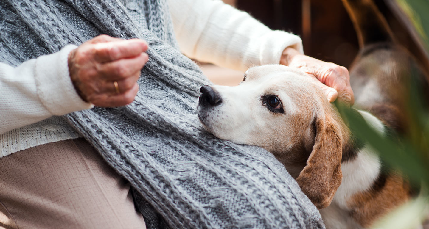 Senior Dogs for Adoption