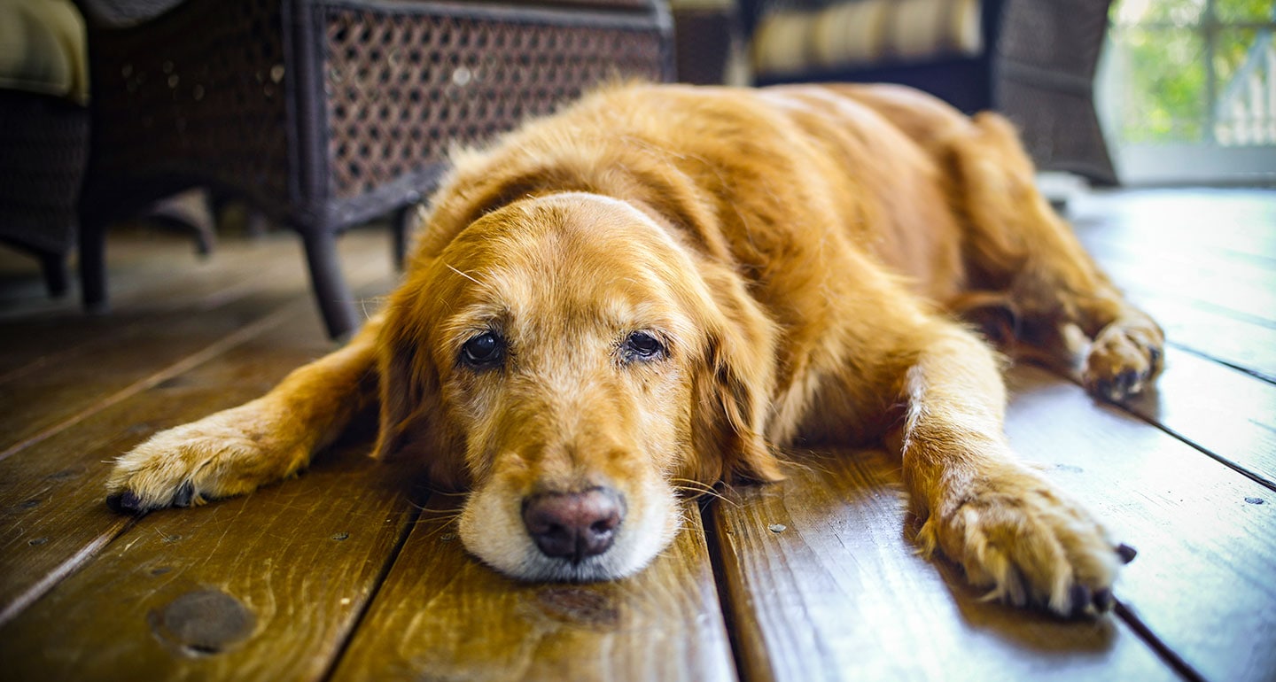 Senior Dogs for Adoption