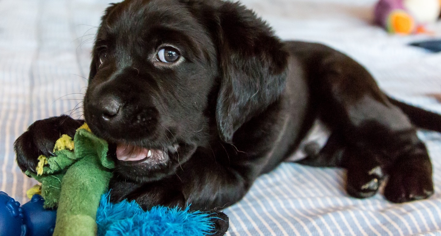 9 Signs Your Puppy Is No Longer a Puppy | BeChewy