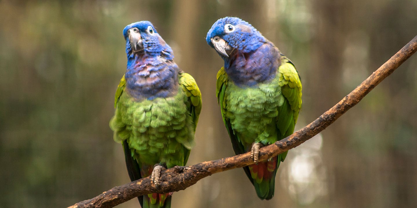 Best pet birds: blue-headed pionus