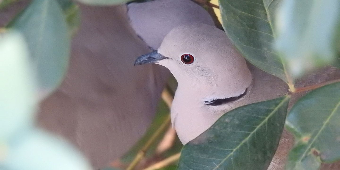 Best pet birds: ring-necked doves