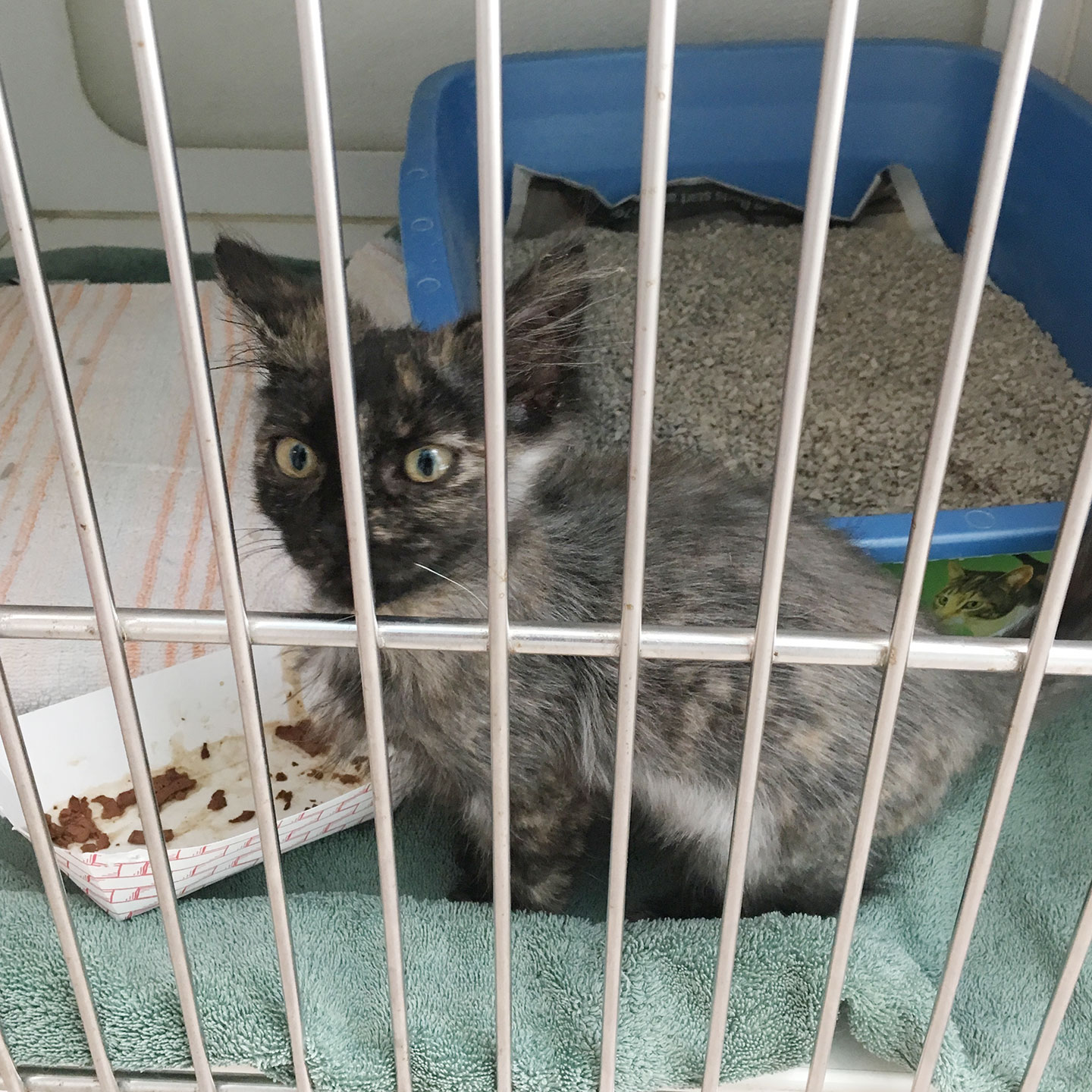 what makes a family - Luna at the shelter